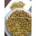 Bulk Freeze dried mealworm for sale